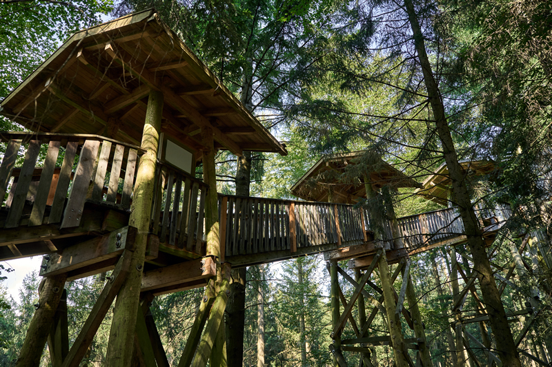 stromy,les,zazitok,rakusko