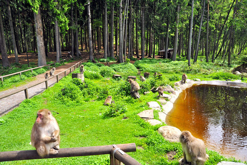 Rakúsko - Villach - opice - makak - austria.sk - kam s deťmi