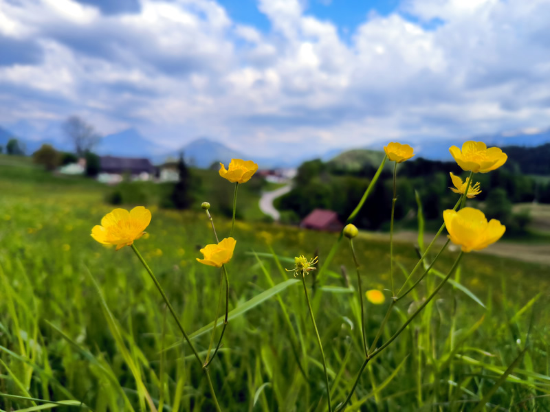 kvety,leto,jar,jesen,rakusko