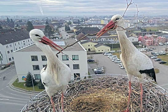 bociani sedia v hniezde