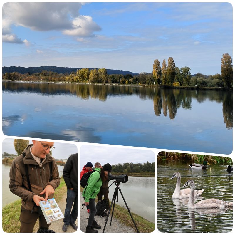 pozorovanie vtakov pri rieke Inn ludia, rieka