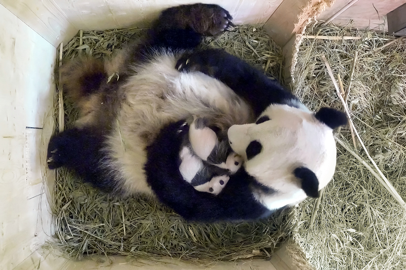 20 rokov pandy vo Viedni: päť mláďat a dva unikáty Rakusko - Vieden - ZOO - Schönbrunn - panda - austria.sk