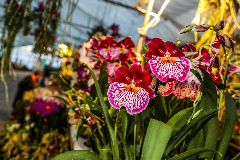 orchidea,kvet,vystava