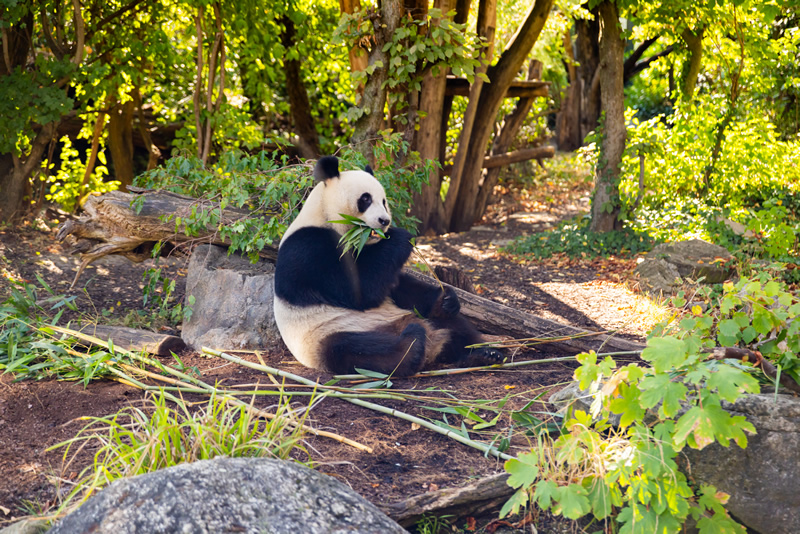 panda,zoo