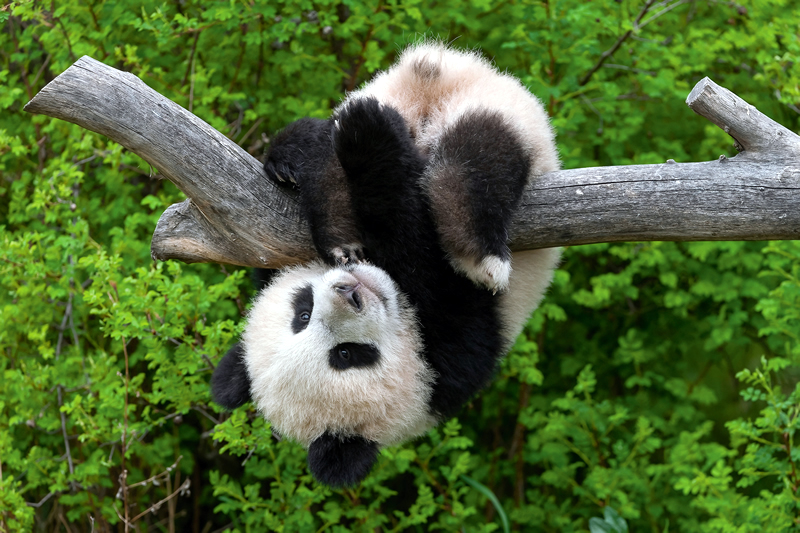 20 rokov pandy vo Viedni: päť mláďat a dva unikáty Rakusko - Vieden - ZOO - Schönbrunn - panda - austria.sk