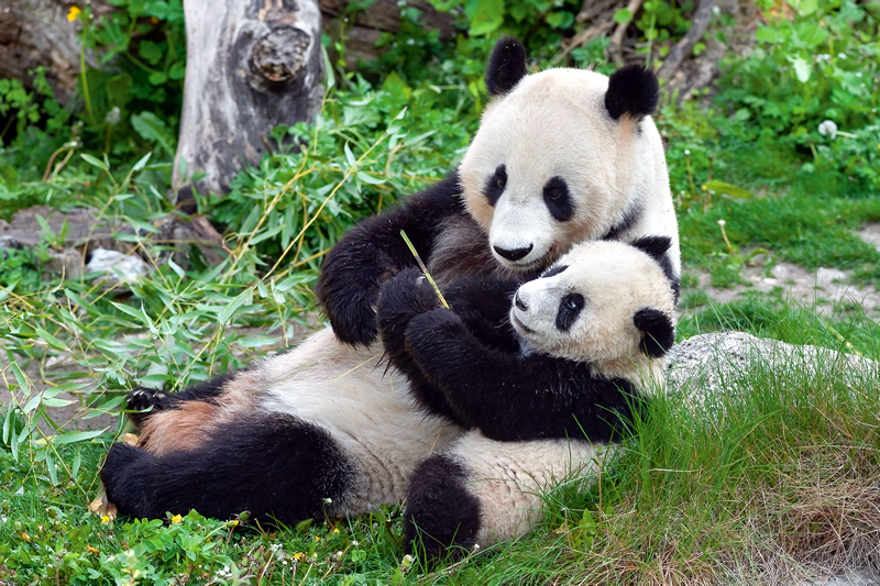 20 rokov pandy vo Viedni: päť mláďat a dva unikáty Rakusko - Vieden - ZOO - Schönbrunn - panda - austria.sk