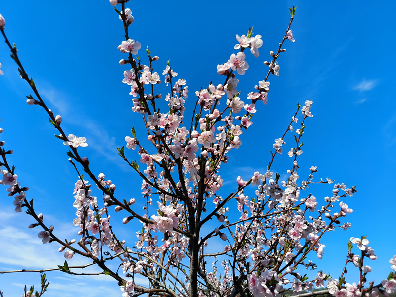 bicykle,rakusko,vinic,cyklotrasa,jar,vylet,strom,kvet