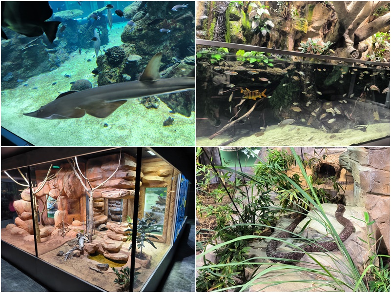dom mora, zoo, Haus des Meeres, Vieden, kam na vylet, tip na vylet, kam vo Viedni, kam z Bratislavy, korytnacka,zralok,zazitok, opice, hady, Rakusko