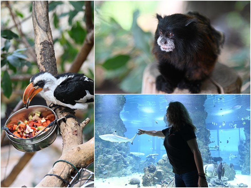 dom mora, zoo, Haus des Meeres, Vieden, kam na vylet, tip na vylet, kam vo Viedni, kam z Bratislavy, korytnacka,zralok,zazitok, opice, hady, Rakusko