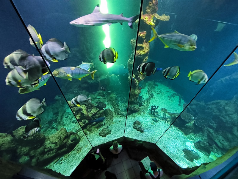 dom mora, zoo, Haus des Meeres, Vieden, kam na vylet, tip na vylet, kam vo Viedni, kam z Bratislavy, korytnacka,zralok,zazitok, opice, hady, Rakusko