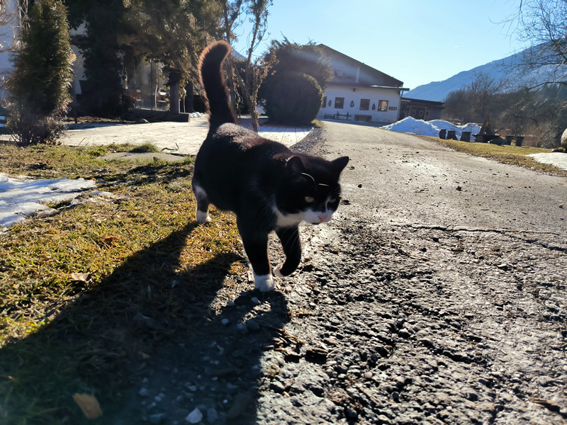 macka,kocur,rakusko,Urlaub am Bauernhof