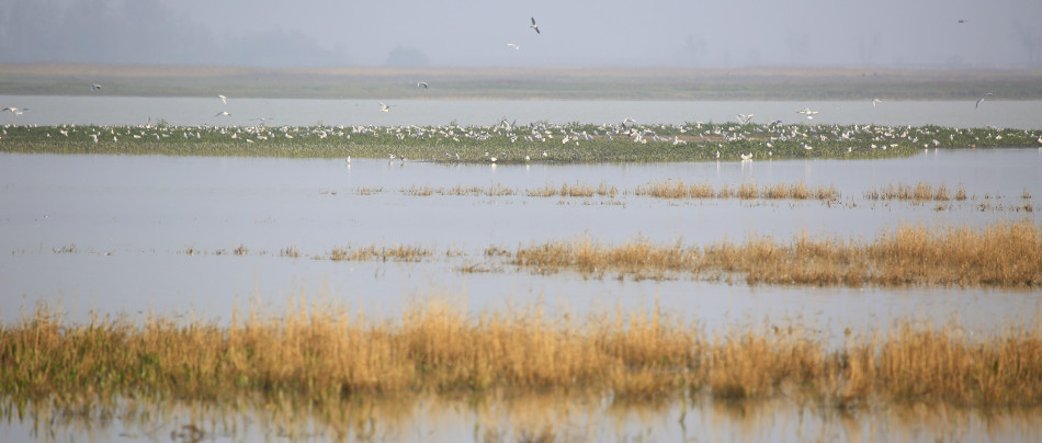 Rakúsko - jazero Neusiedl See - austria.sk