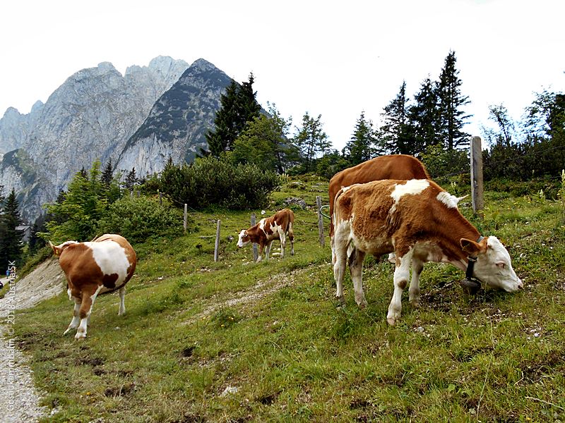 rakusko - austria - Oberosterreich - Horne Rakusko - hory - vylet - turistika - kravy