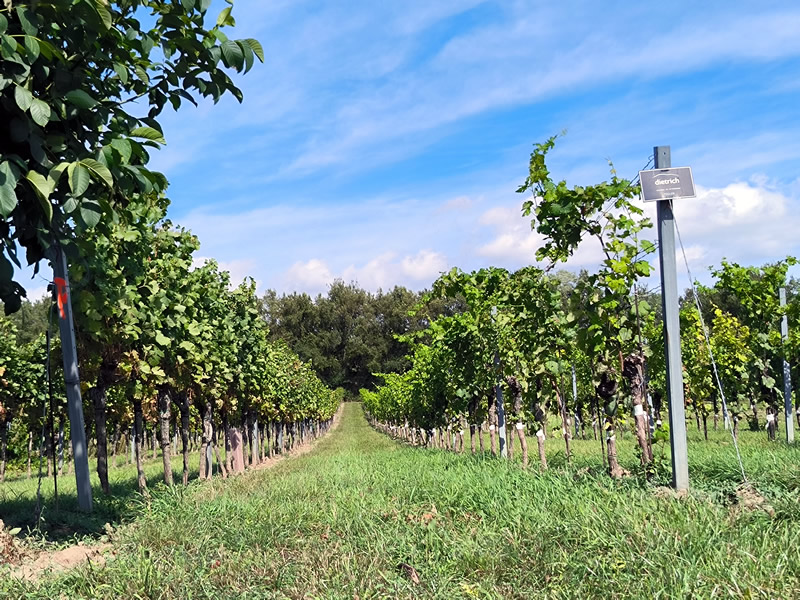 Vinice, Rakúsko, Carnuntum