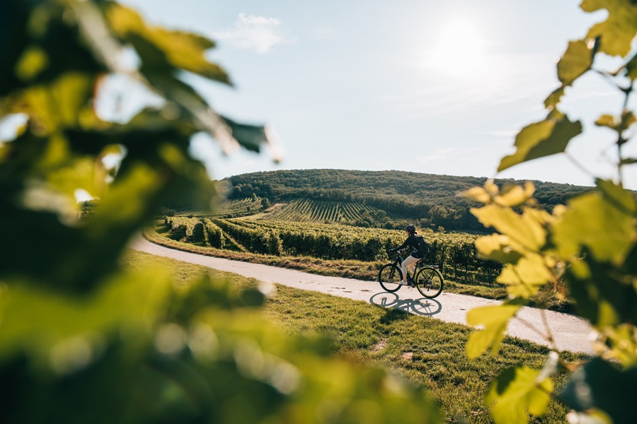 clovek na bicykli ide po asfaltke pomedzi vinohrady