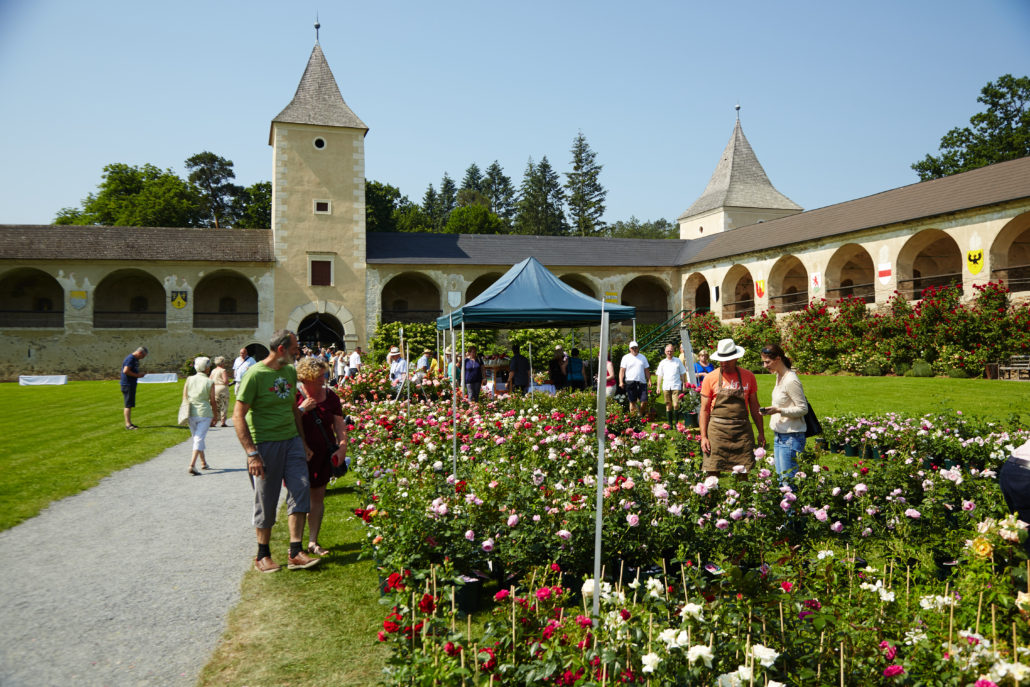 Dolné Rakúsko - Rosenburg - ruže