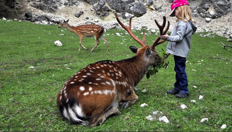 Rakúsko - zvierata - vlk - obora - austria.sk