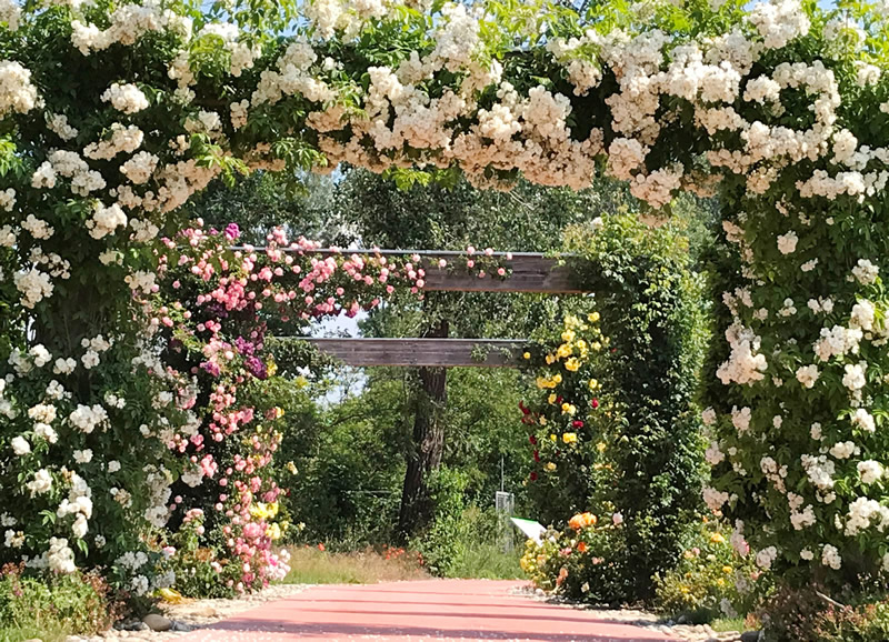 Rakusko - Tulln - tip na vylet - zahrada - ihrisko - flora - austria.sk