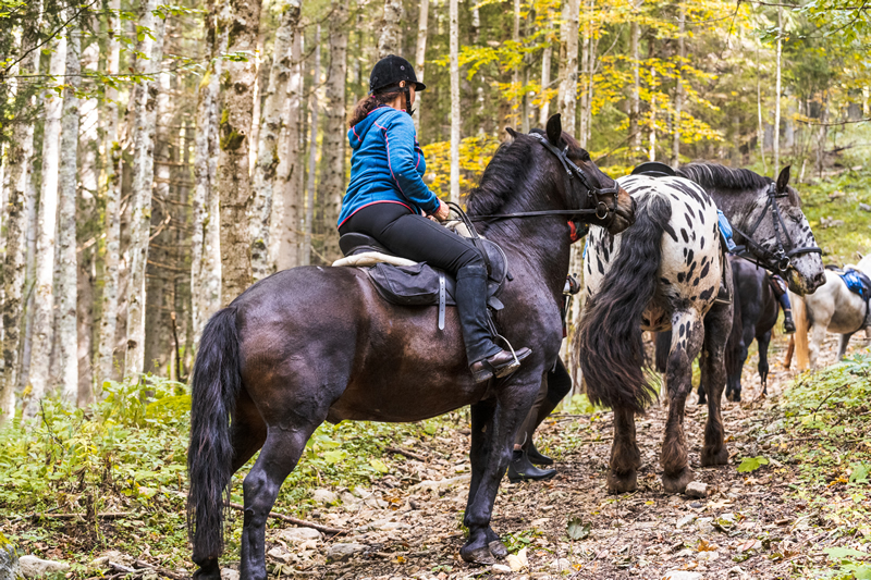 Horné Rakúsko - kone - tip na výlet - dovolenka - austria.sk