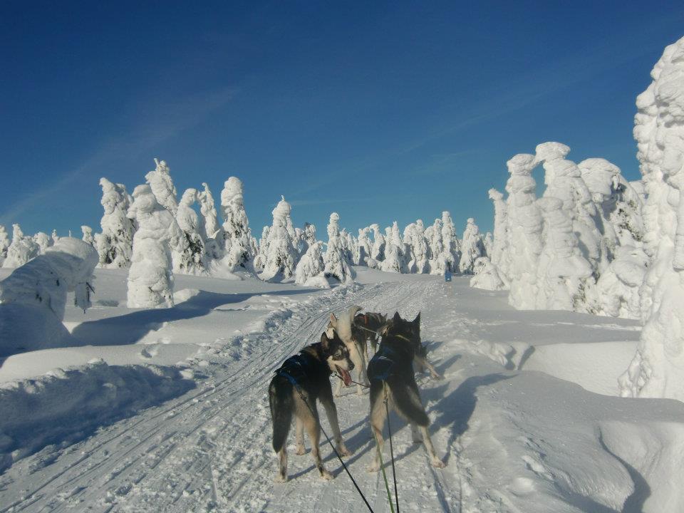 Rakúsko - Waldviertel - husky  - austria.sk