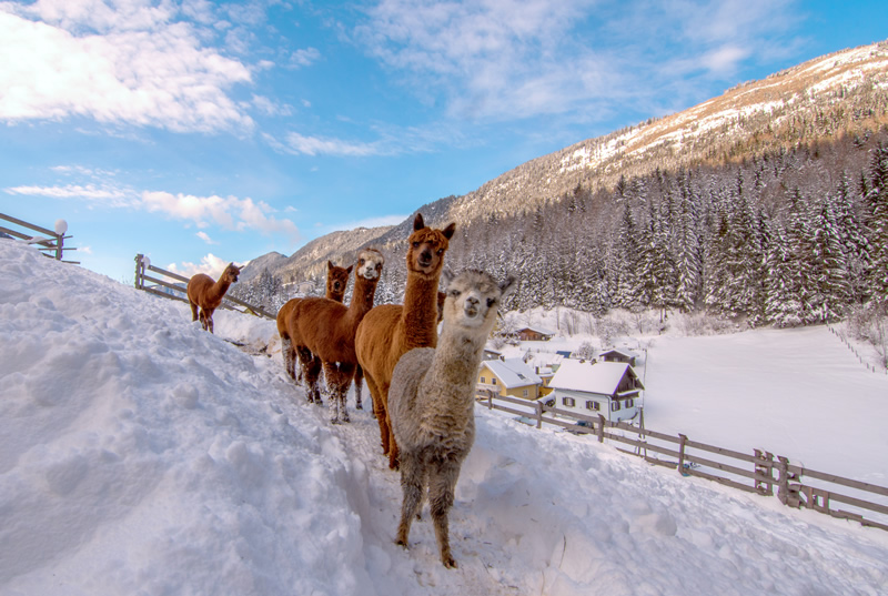 Rakusko - lyzovanie - zazitkova karta - austria.sk