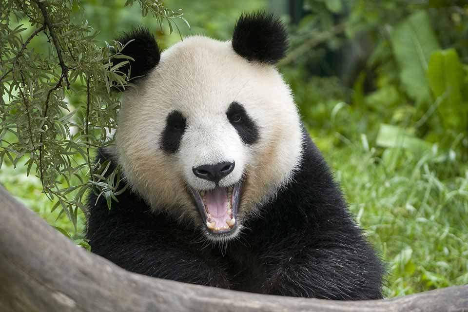 Tiergarten Schönbrunn je najlepšiou zoo v Európe - AustriaSK