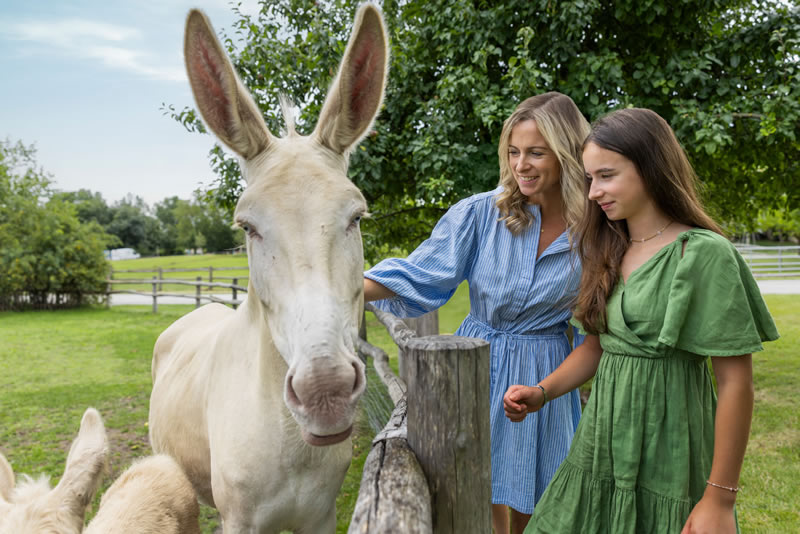 rakusko,jar,schlosshof,zahrada,austriask,somar,zviera