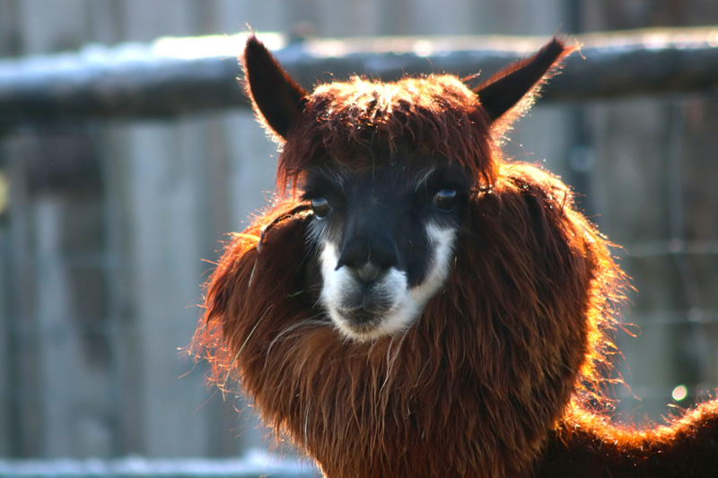 lama