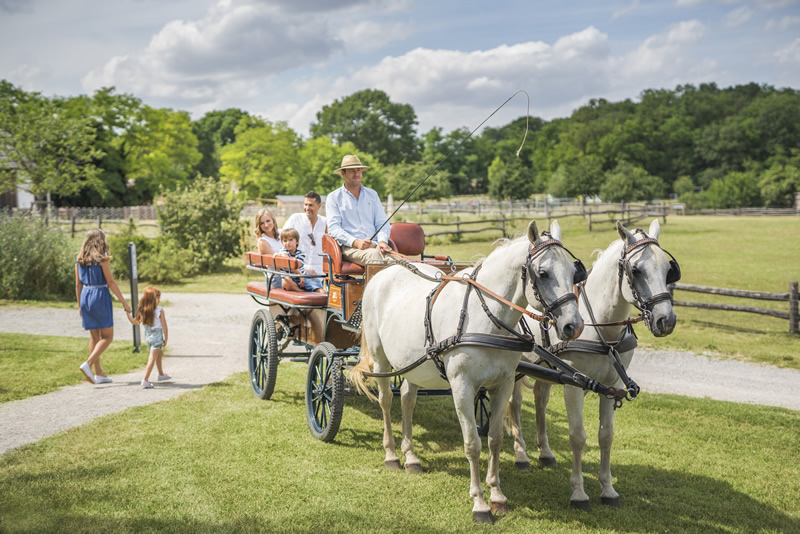 baroko,habsburg,zahrady,rakusko,schloss hof,jazda na koci
