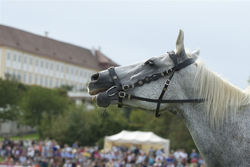 Dolne Rakusko - kone - zabava - vylet - austria.sk