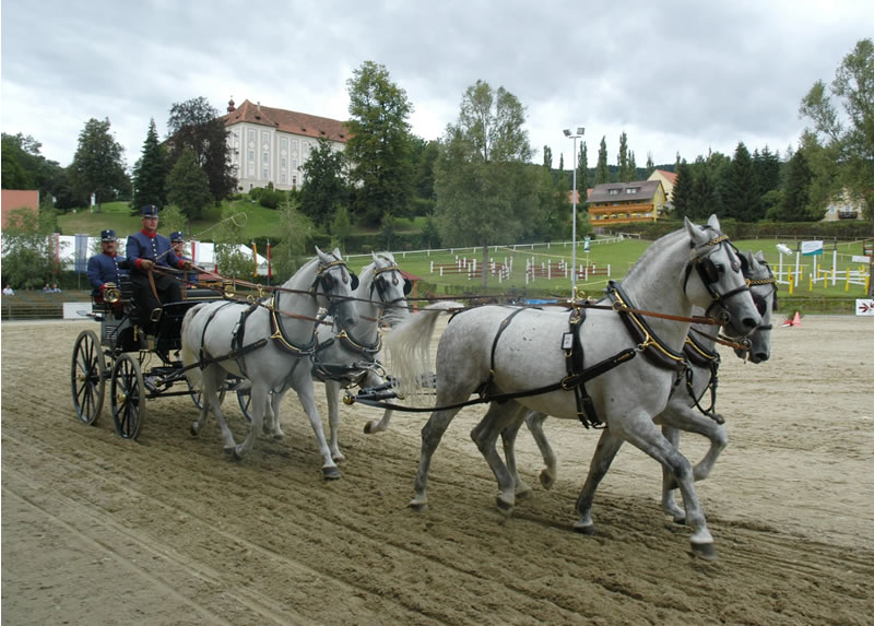 Stajersko - kone - vylet - austria.sk