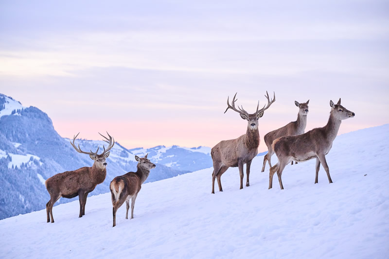 zima,sneh,jelene,stado