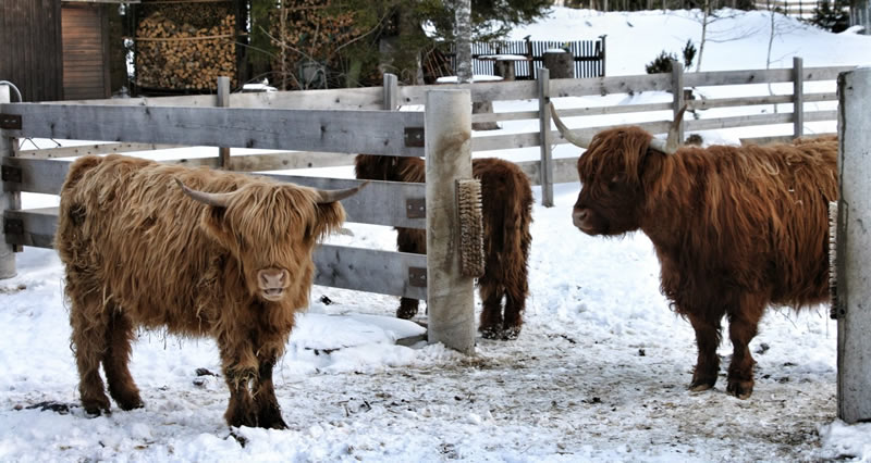Rakusko - Tirolsko - austria.sk