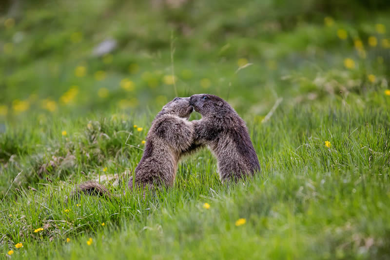 svist,Alpy,Rakusko,Osttirol,Nationalpark Hohe Tauern