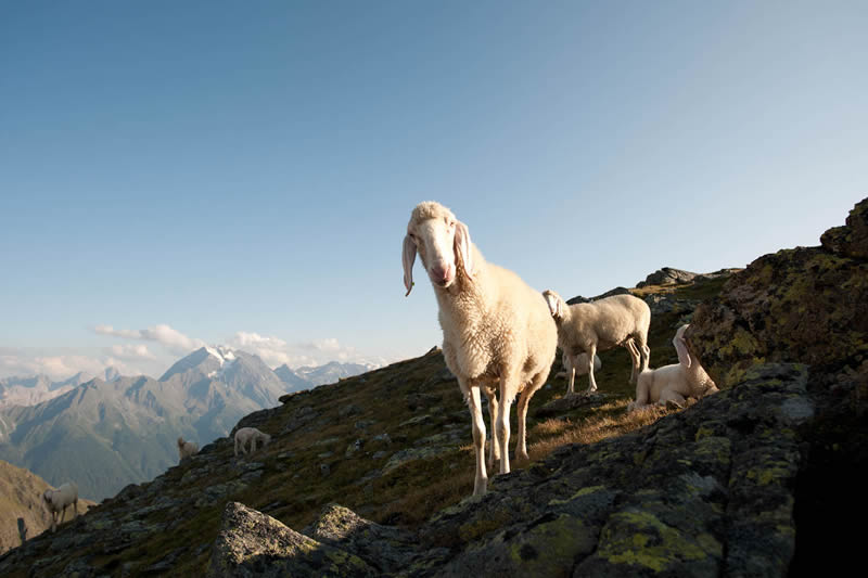 zvierata,ovce,kozy,alpy,tirolsko,rakusko,stubai,austriask