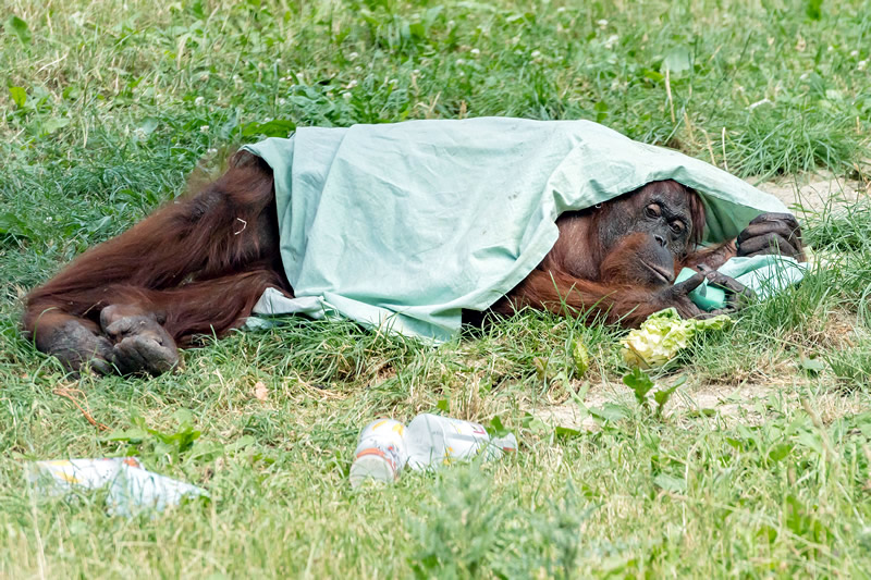 Viedeň - ZOO - horúčavy - leto - voda - austria.sk - Rakúsko