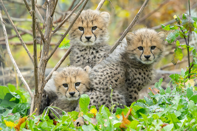 zviera,mlada,gepard,zoo