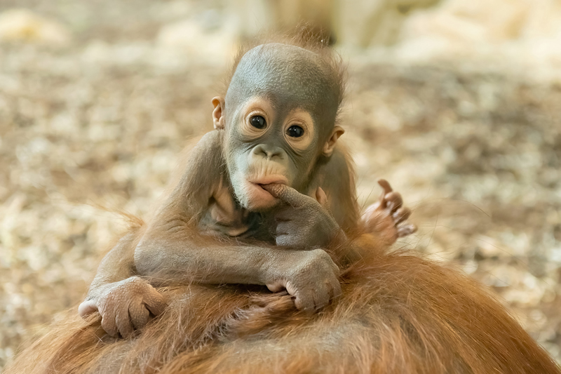 Rakusko - Vieden - ZOO - Schönbrunn