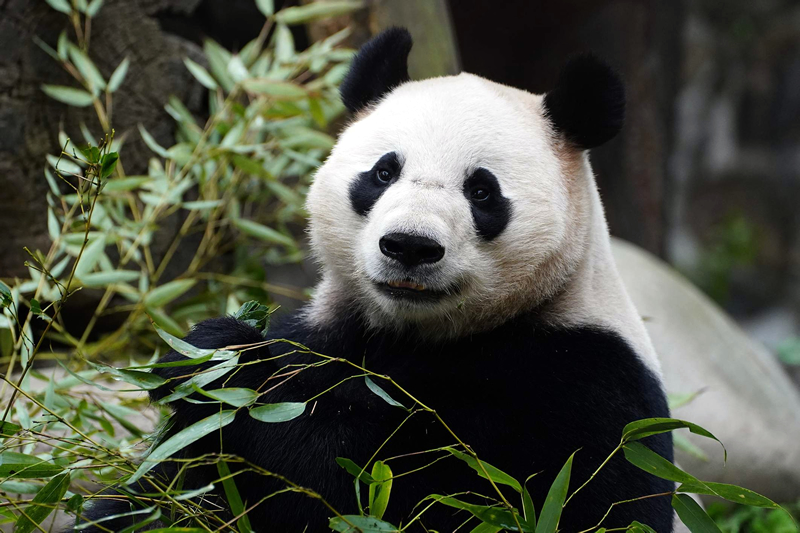 panda sa krmi listami