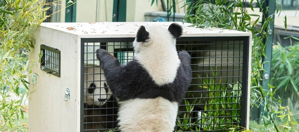 Viedeň - Rakúsko - austria.sk - pandy - zoo