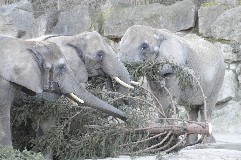 Viedeň - ZOO - kam s deťmi - Schönbrunn