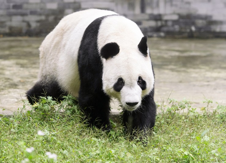 Rakúsko - panda - kam s deťmi - austria.sk