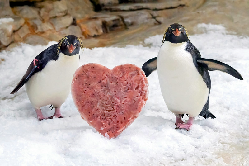 Rakusko - Vieden - zoo - Tiergarten Schönbrunn - Valentin - valentin - vstupne - zlava - akcia - austria.sk