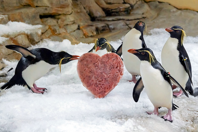 Rakusko - Vieden - zoo - Tiergarten Schönbrunn - Valentin - valentin - vstupne - zlava - akcia - austria.sk