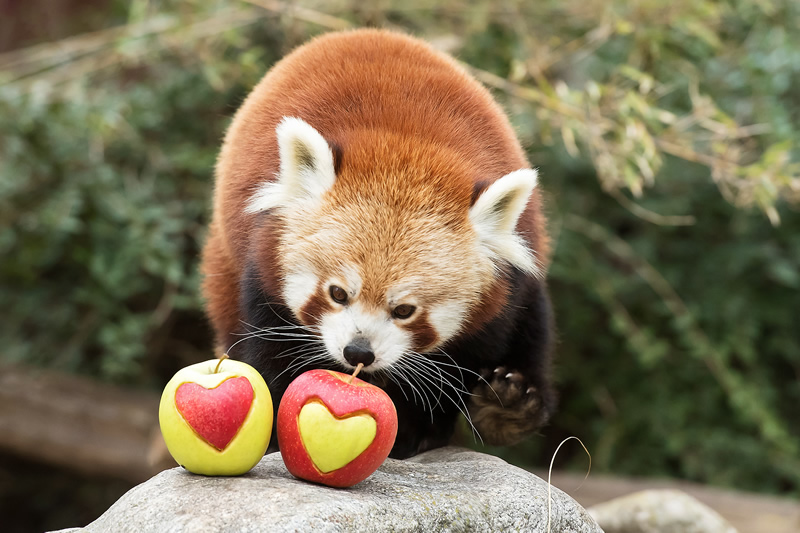 Vieden - Rakusko - austria.sk - Valentin - zoo