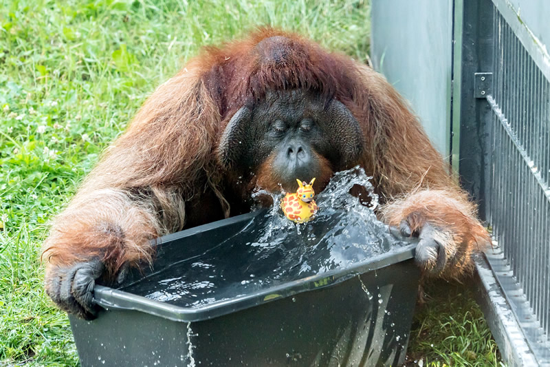 Viedeň - ZOO - horúčavy - leto - voda - austria.sk - Rakúsko