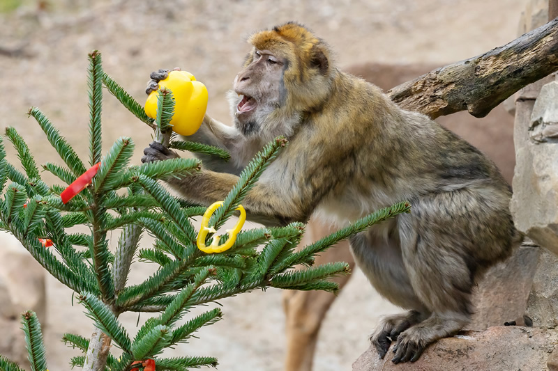 Viedeň - ZOO - Vianoce - Schönbrunn - Rakúsko