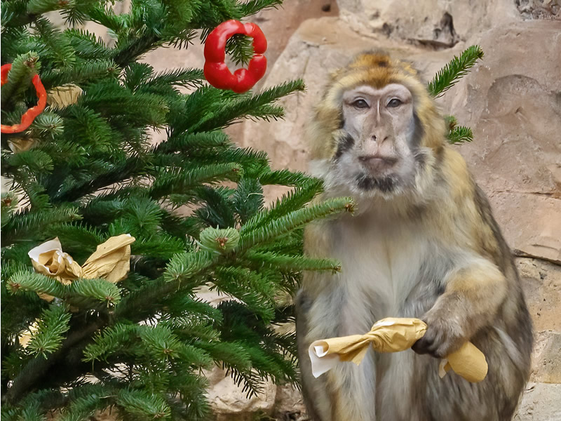 Viedeň - ZOO - Vianoce - Schönbrunn - Rakúsko